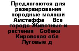 Предлагаются для резервирования породные малаши Амстаффа  - Все города Животные и растения » Собаки   . Кировская обл.,Луговые д.